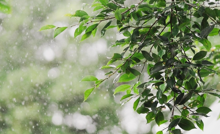 Tiết Cốc vũ 2026 bắt đầu từ ngày nào, có đặc điểm gì?