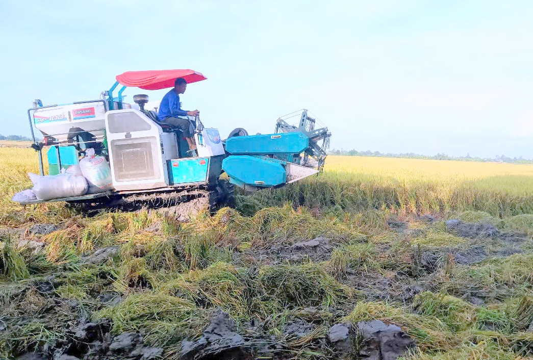 Sản xuất nông nghiệp ĐBSCL gặp khó nếu chiến sự Trung Đông kéo dài