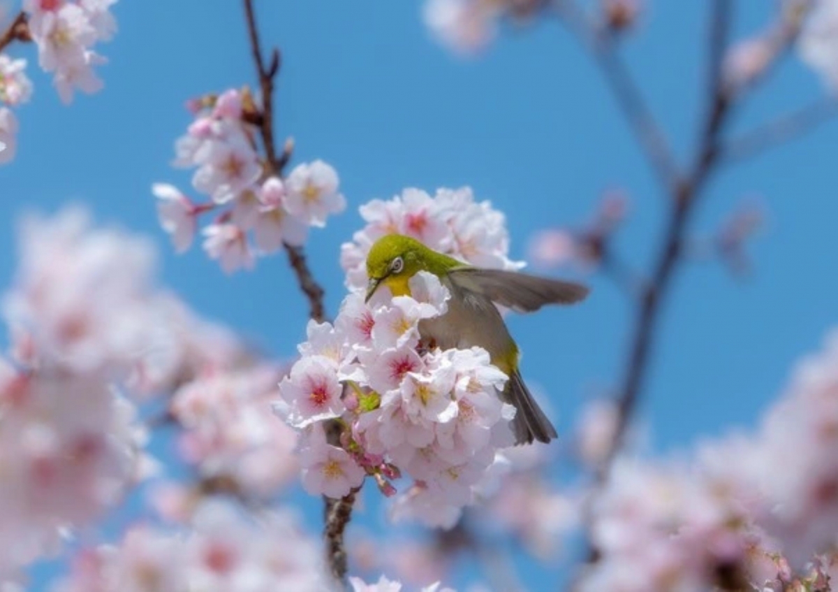 Hôm nay người Việt đón tiết Xuân phân 20/3, cần lưu ý gì?