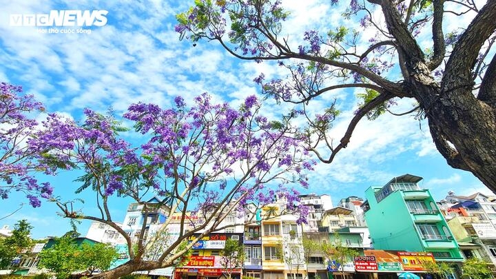 ngam Da lat tim biec sac mau loai hoa den tu nam my hinh anh 3