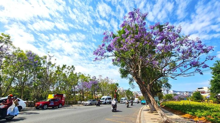 ngam Da lat tim biec sac mau loai hoa den tu nam my hinh anh 2