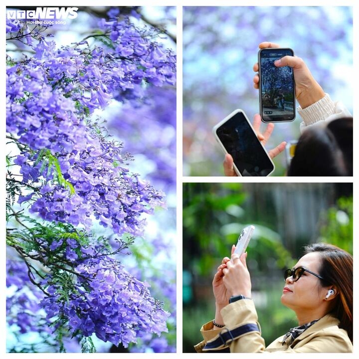 ngam Da lat tim biec sac mau loai hoa den tu nam my hinh anh 10