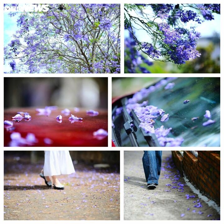 ngam Da lat tim biec sac mau loai hoa den tu nam my hinh anh 9