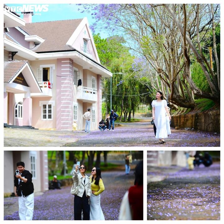 ngam Da lat tim biec sac mau loai hoa den tu nam my hinh anh 8