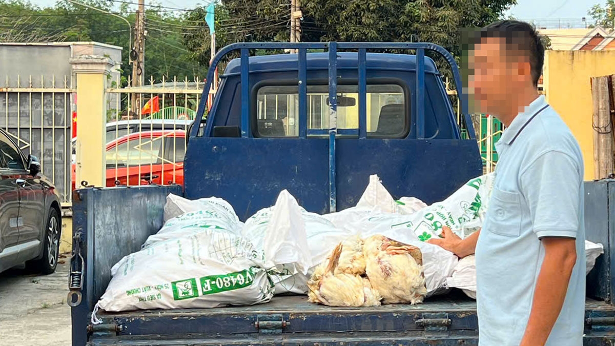 Bất chấp xử phạt, tài xế ở TP.HCM tiếp tục chở 450kg gà "bẩn" đi tiêu thụ