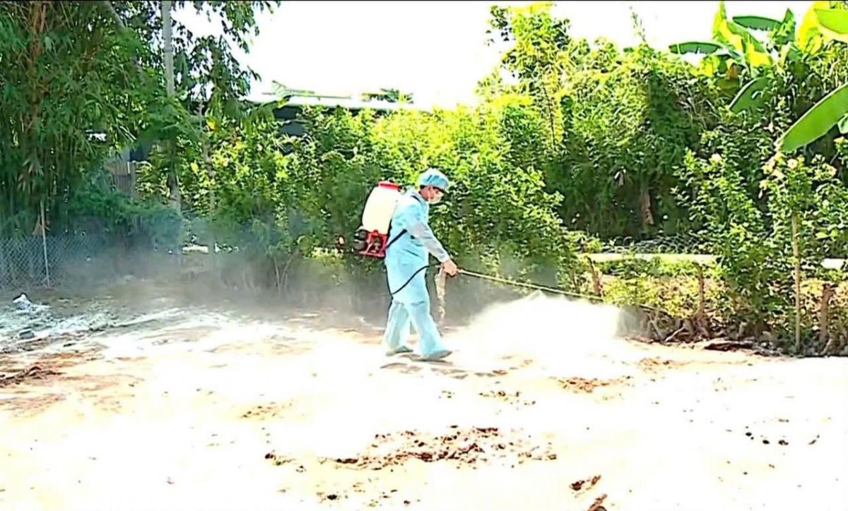 11 ổ dịch tả heo châu Phi xuất hiện tại Vĩnh Long