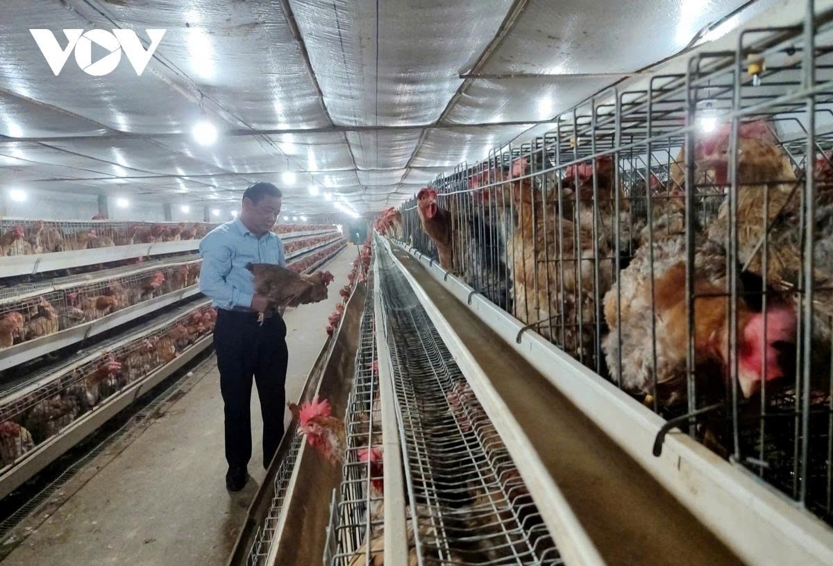 lam chu cong nghe va lien ket chuoi vaccine dac hieu cho nganh chan nuoi hinh anh 1