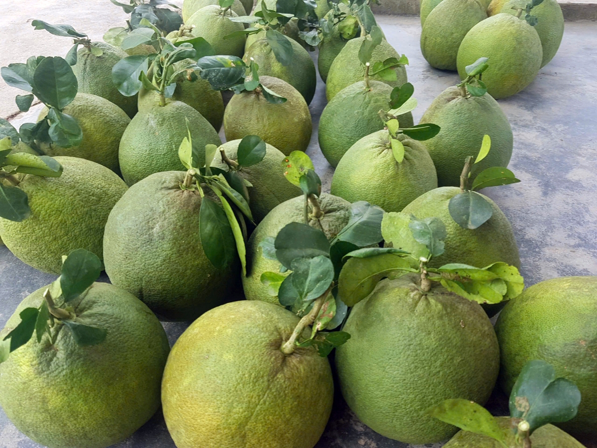 fruit exports to china set to surge as pomelo and lemon gain market access picture 2