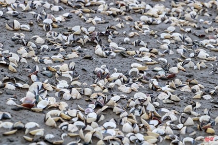 ngao chet bat thuong, gay thiet hai nang ne cho nguoi nuoi ngao o ha tinh hinh anh 2