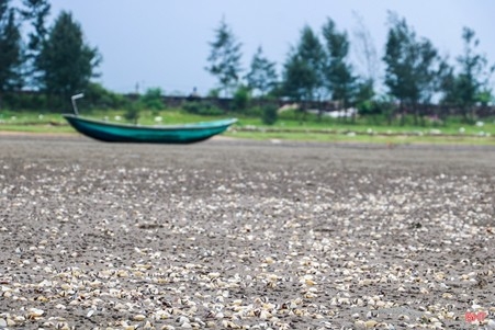 ngao chet bat thuong, gay thiet hai nang ne cho nguoi nuoi ngao o ha tinh hinh anh 1