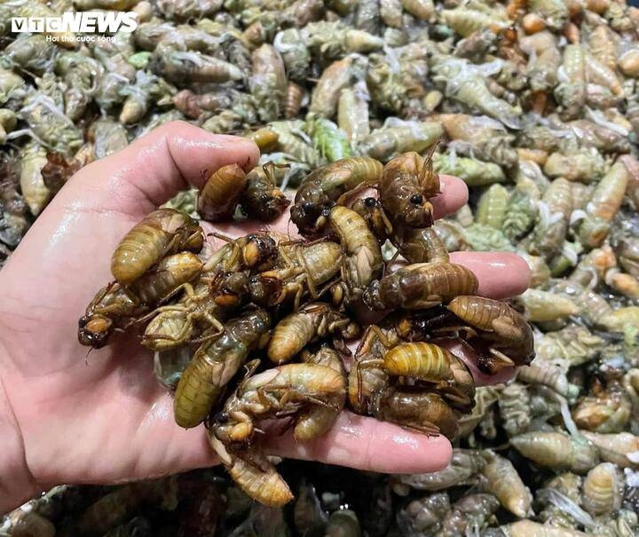 Đổ xô vào rừng đêm khuya săn 'lộc trời' thu bạc triệu mỗi ngày