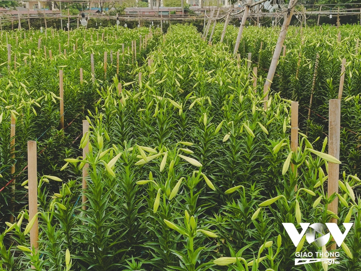 hoa loa ken vao vu, lang tay tuu ron rang thu hoach hinh anh 3