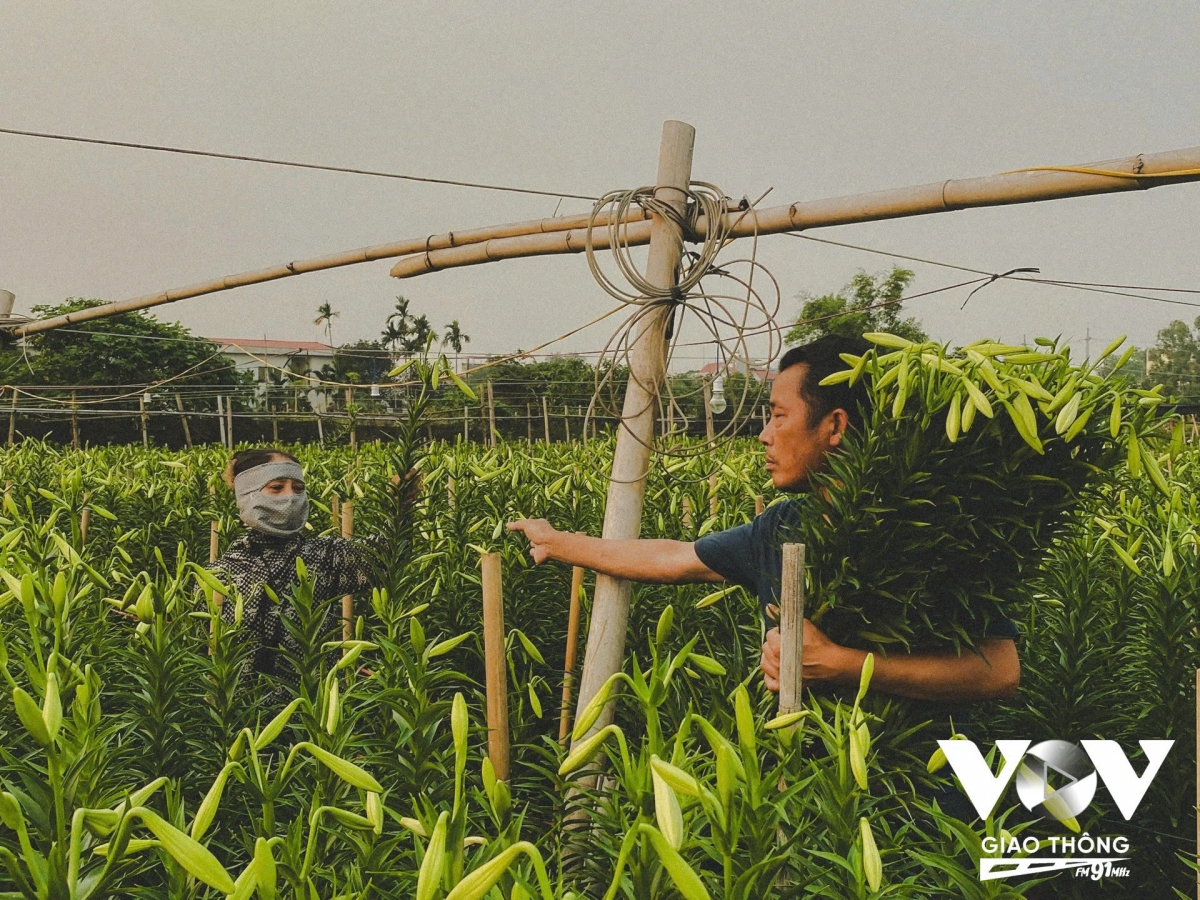 hoa loa ken vao vu, lang tay tuu ron rang thu hoach hinh anh 10