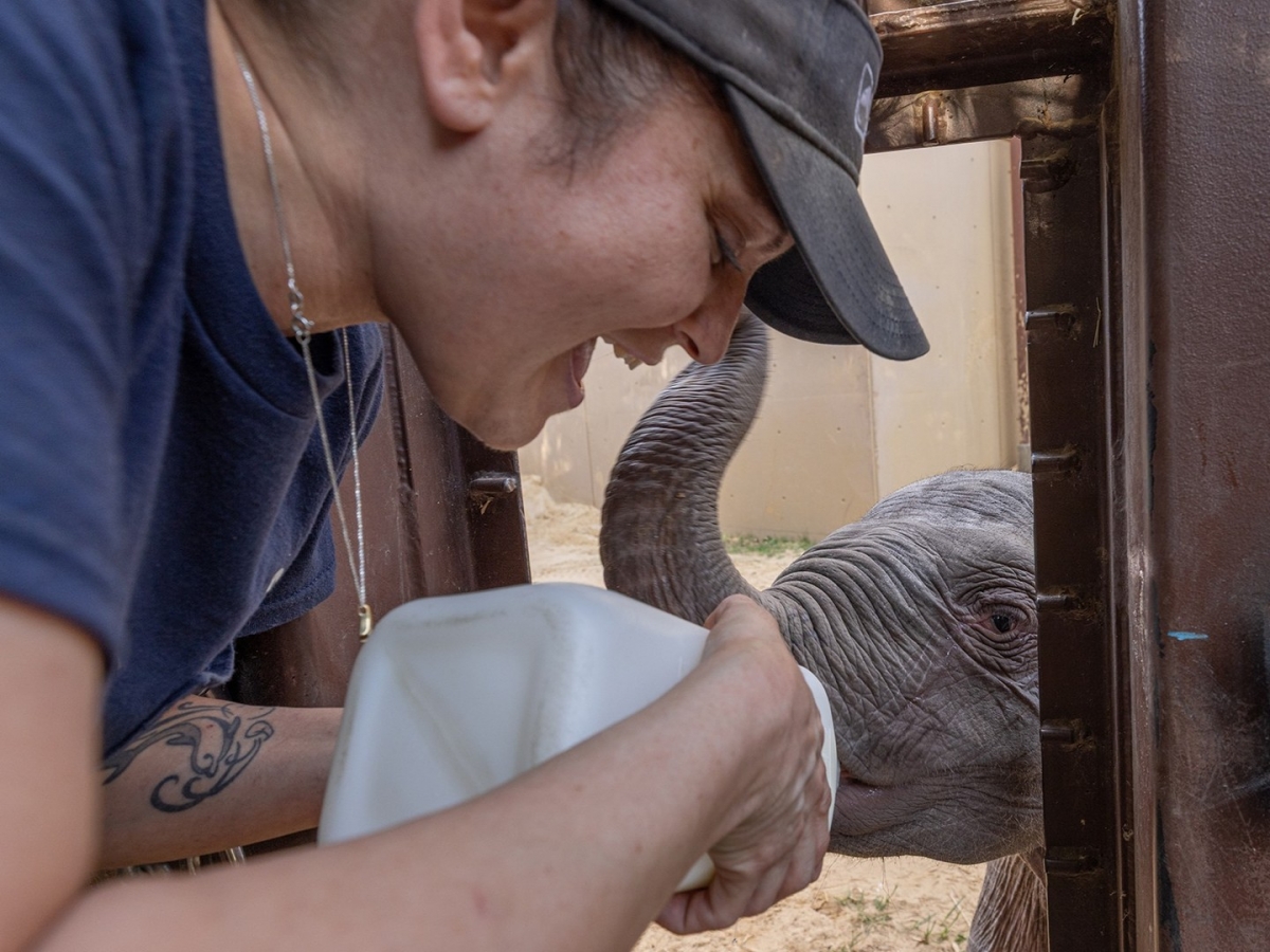 hang ngan nguoi toi xem voi con linh mai ra mat tai washington hinh anh 1