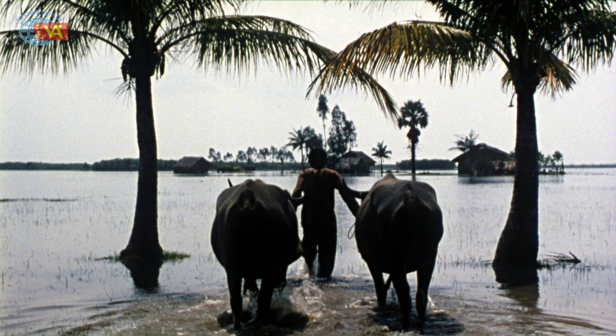 Dong phim cung 300 con trau, dan sao viet ke chuyen do khoc do cuoi hinh anh 2