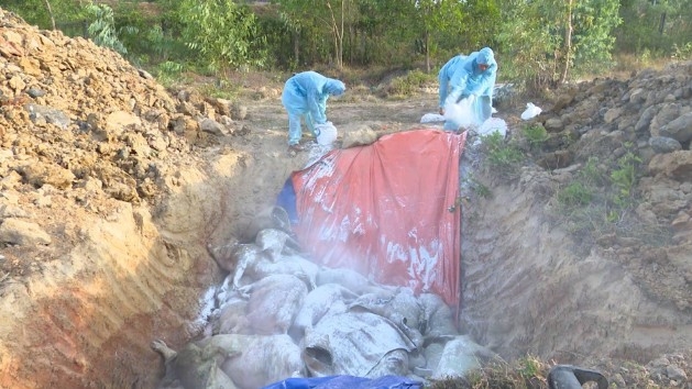 african swine fever outbreaks prompt culling of over 100 pigs in can tho picture 1