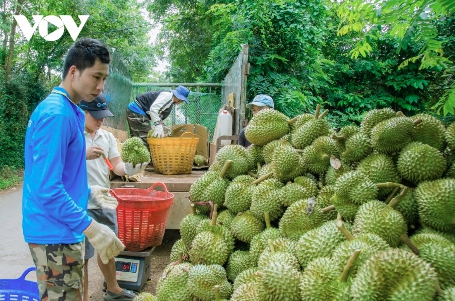 billion-dollar durian exports face challenge of balancing markets picture 1