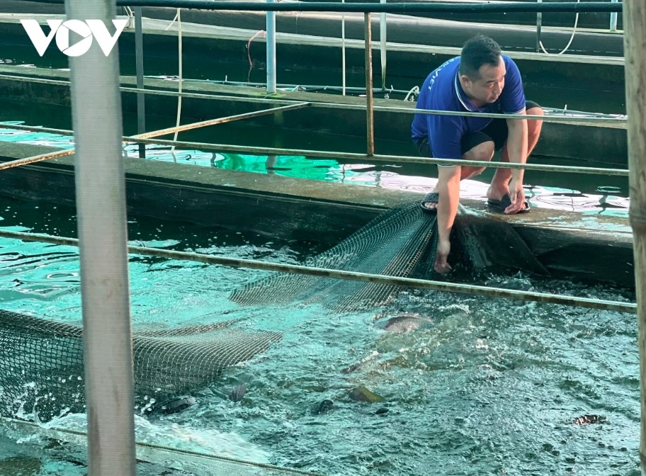 tilapia exports surge despite global market turbulence picture 1