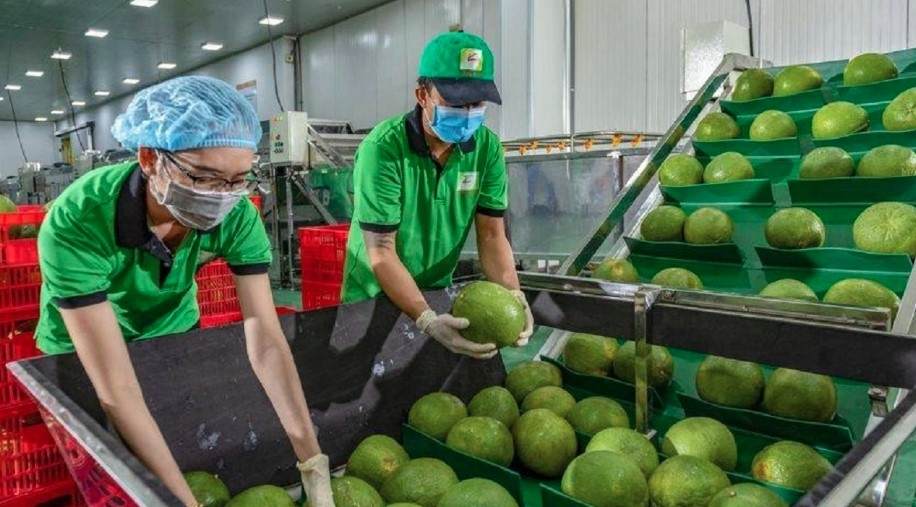 vietnam signs protocol to export pomelo, lemon to china picture 1
