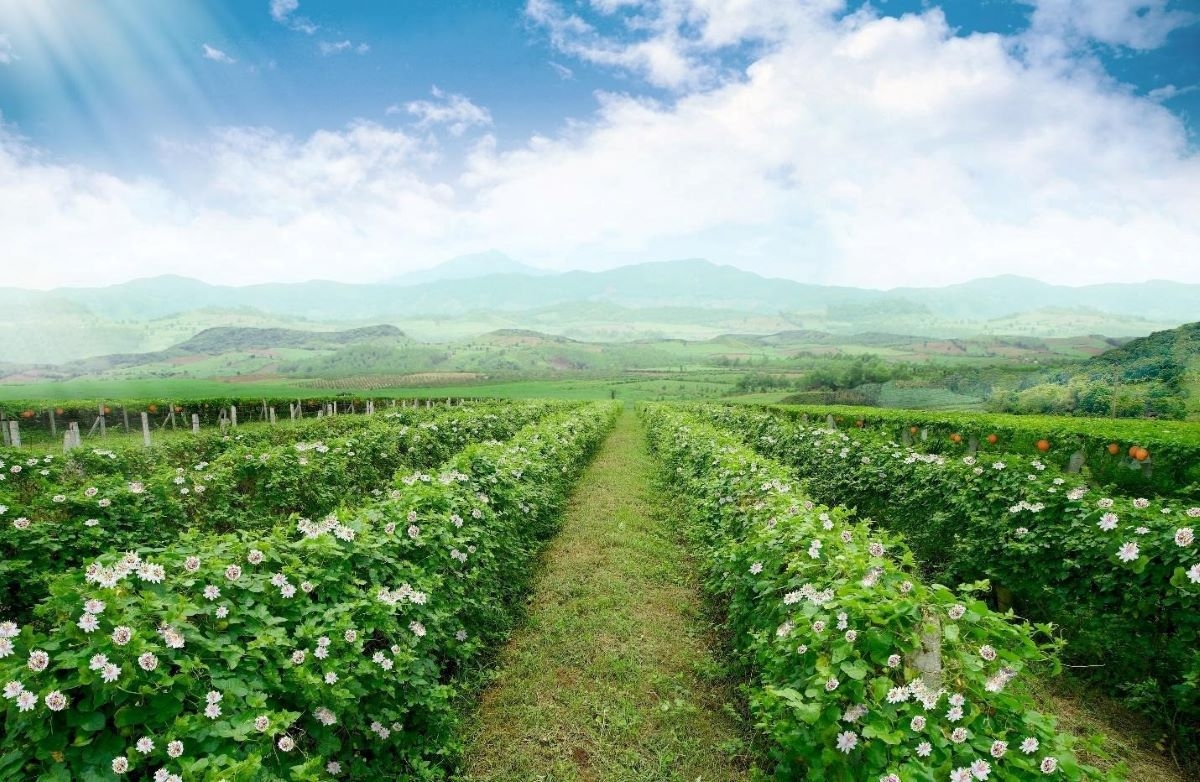 tap doan th chia se ve chuoi gia tri duoc lieu hinh anh 4