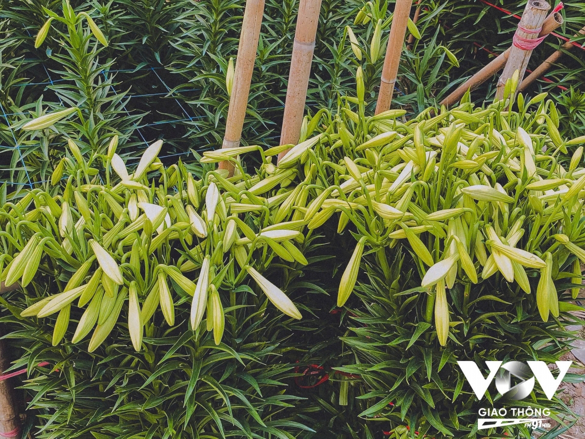 hoa loa ken vao vu, lang tay tuu ron rang thu hoach hinh anh 4