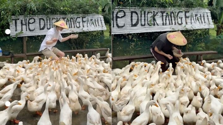 clip du khach tay chan vit theo nhac o quang tri khien dan mang cuoi bo hinh anh 1