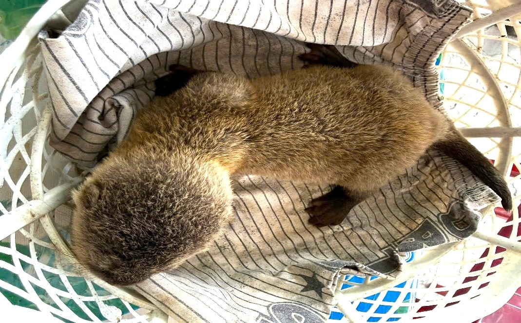 Bắt được rái cá, nam thanh niên chủ động giao nộp động vật hoang dã