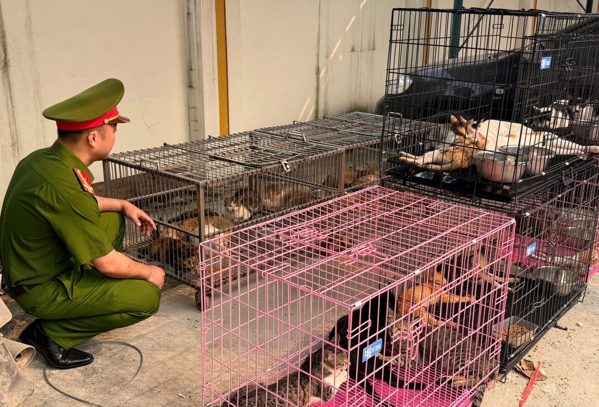 thu doan cua nhom doi tuong trom hon 300 con meo o ha noi hinh anh 2