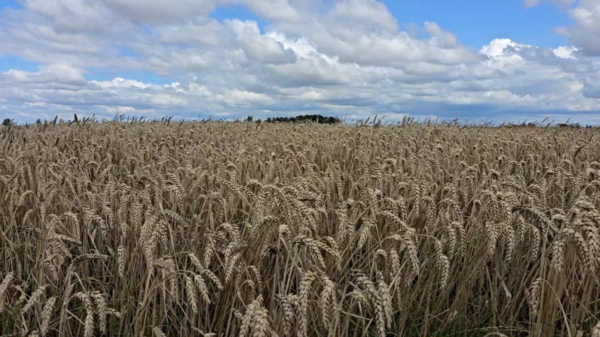 latvia gia han lenh cam nhap khau ngu coc tu nga va belarus hinh anh 1