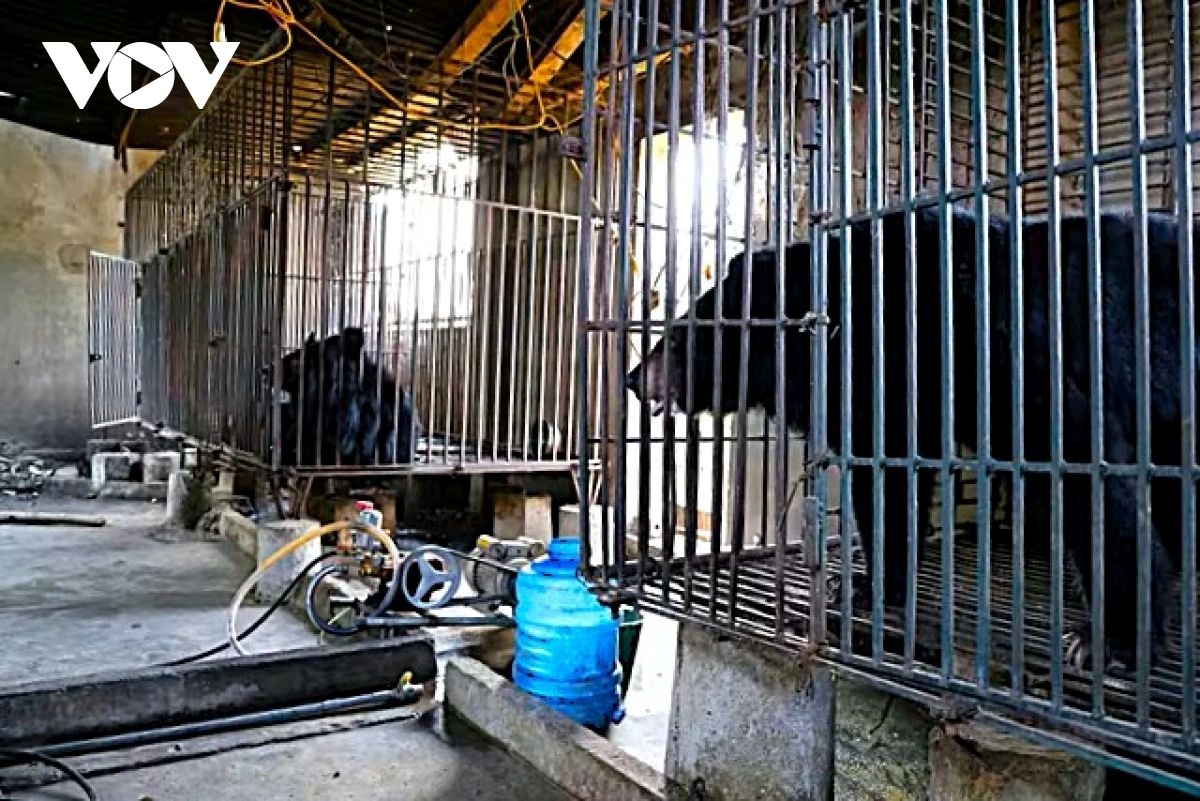 nghe an resident voluntarily hands over two long-captive bears picture 1