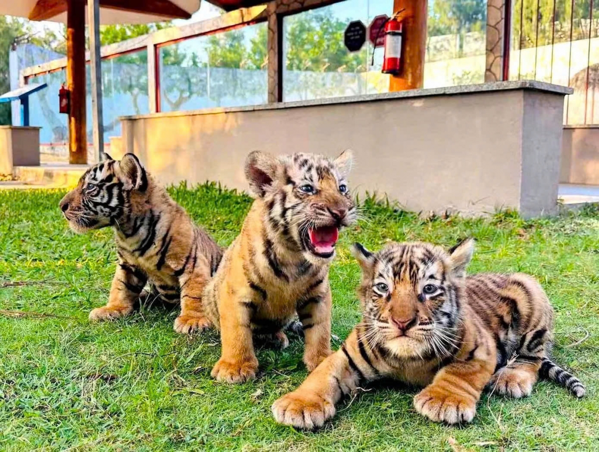 three bengal tiger cubs born at safari park in vietnam picture 1