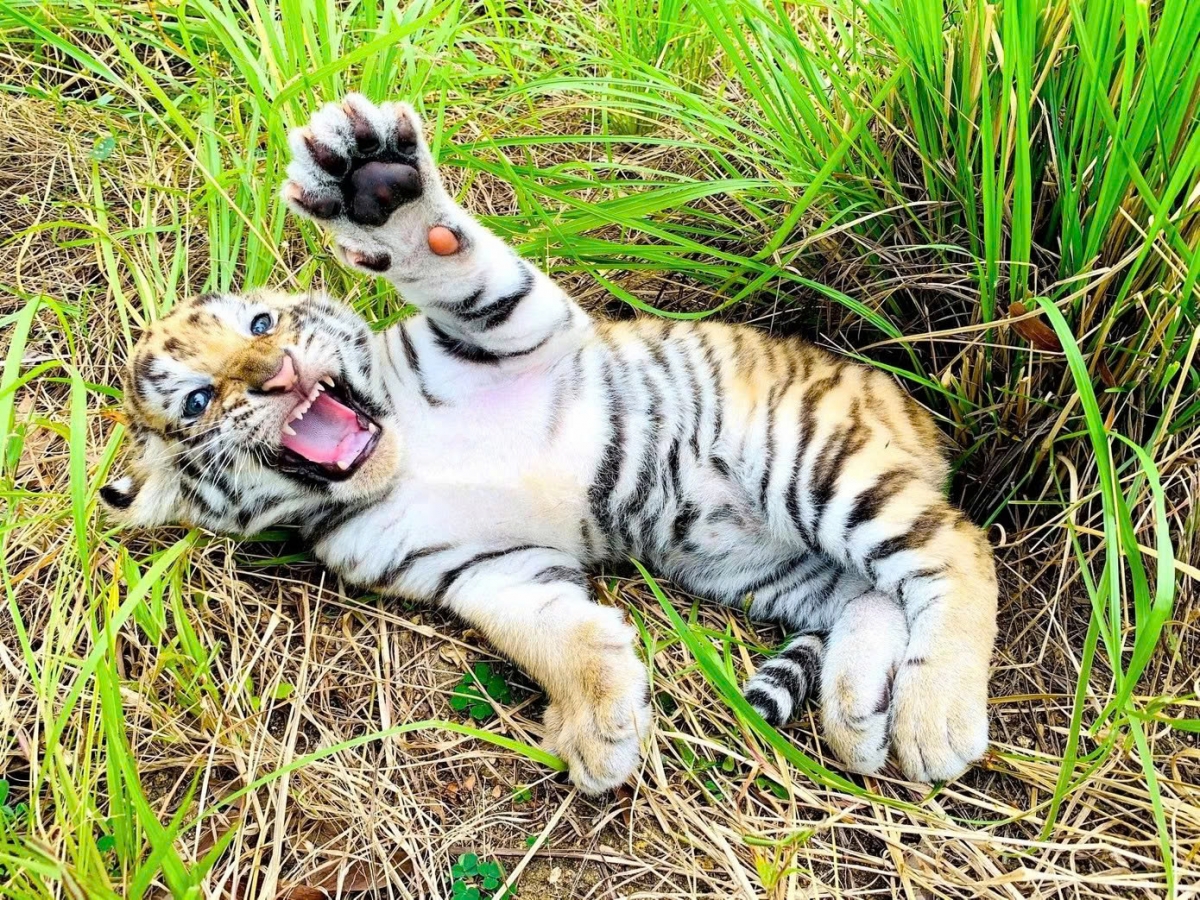 three bengal tiger cubs born at safari park in vietnam picture 2