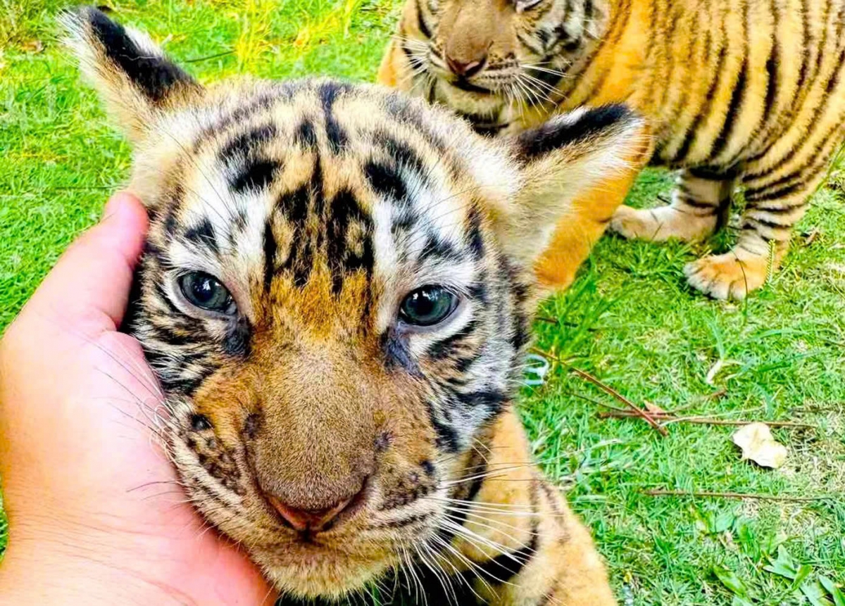 three bengal tiger cubs born at safari park in vietnam picture 3
