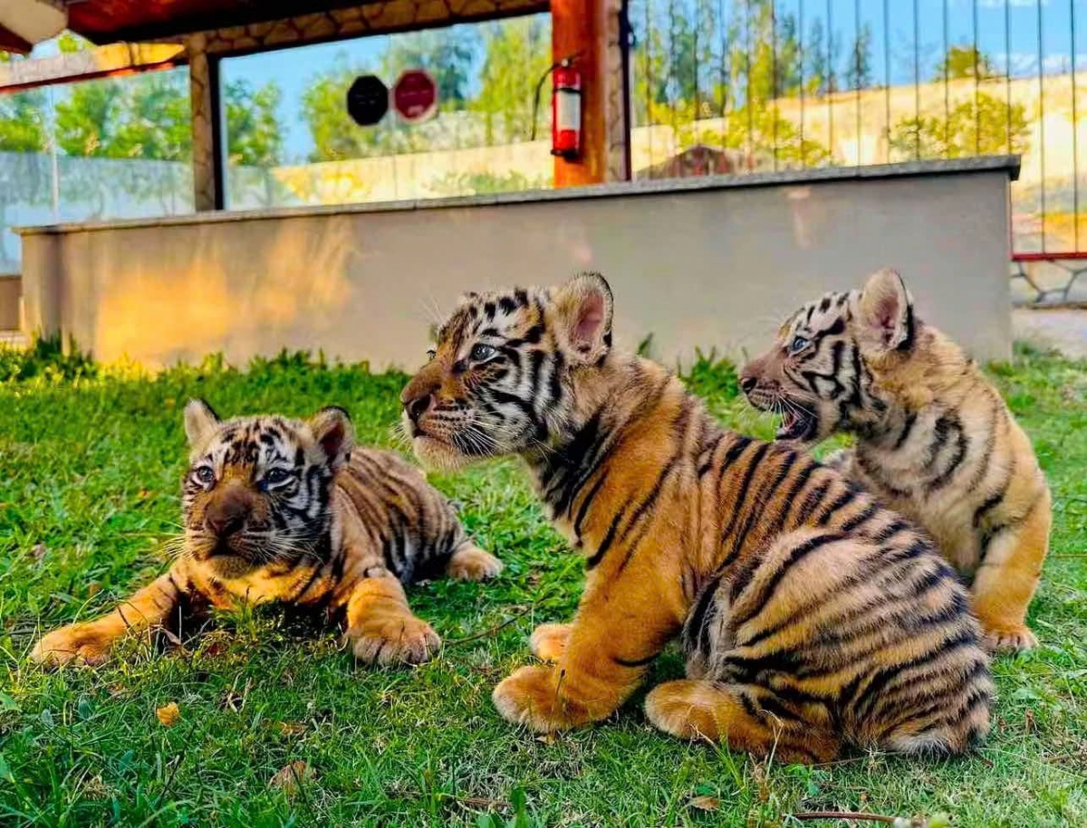 three bengal tiger cubs born at safari park in vietnam picture 4
