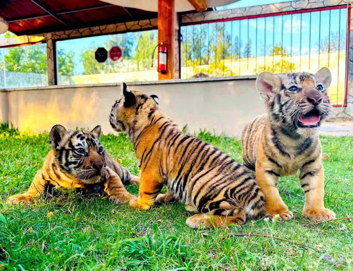 three bengal tiger cubs born at safari park in vietnam picture 5