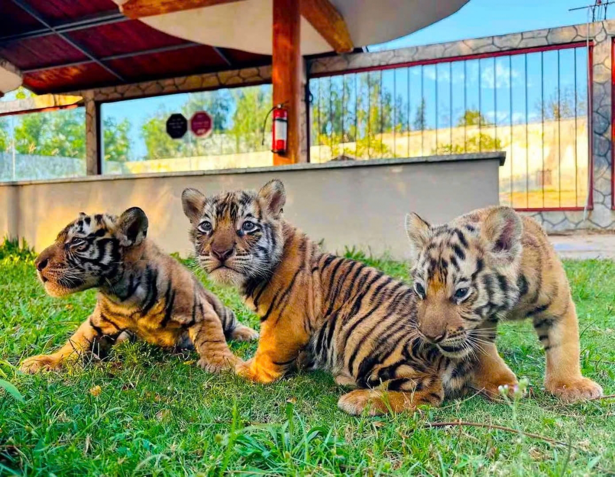three bengal tiger cubs born at safari park in vietnam picture 6