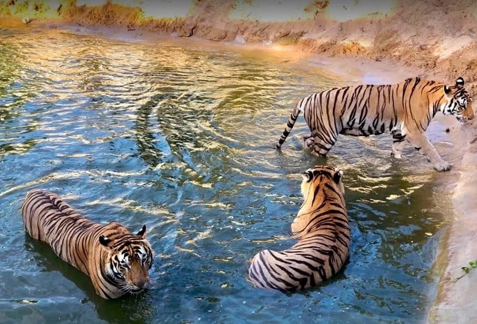 three bengal tiger cubs born at safari park in vietnam picture 7