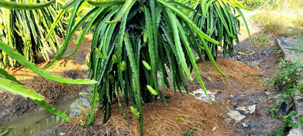 vuon thanh long tai Dong thap xanh tot, nang suat cao trong mua kho han hinh anh 4