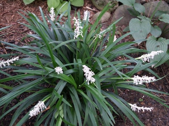 cay thuoc quy bo tim ngua ung thu cuc tot, nhieu nguoi lai chi trong lam canh hinh anh 1