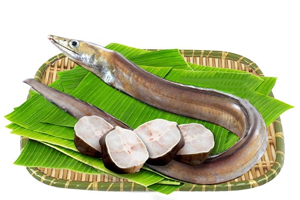 Lùng mua loài cá hiếm siêu dài, cực kỳ bổ dưỡng