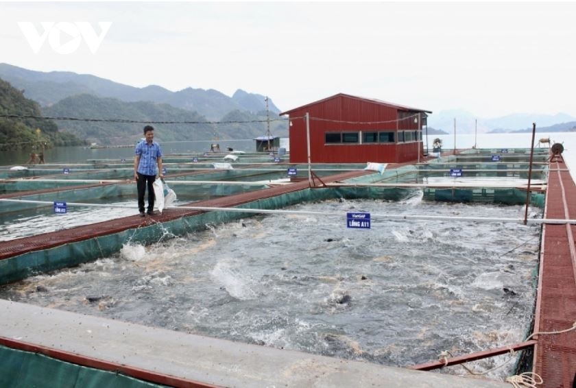 thoat ngheo, vuon len kha gia tu dau tu nuoi ca long tren long ho thuy dien hinh anh 3