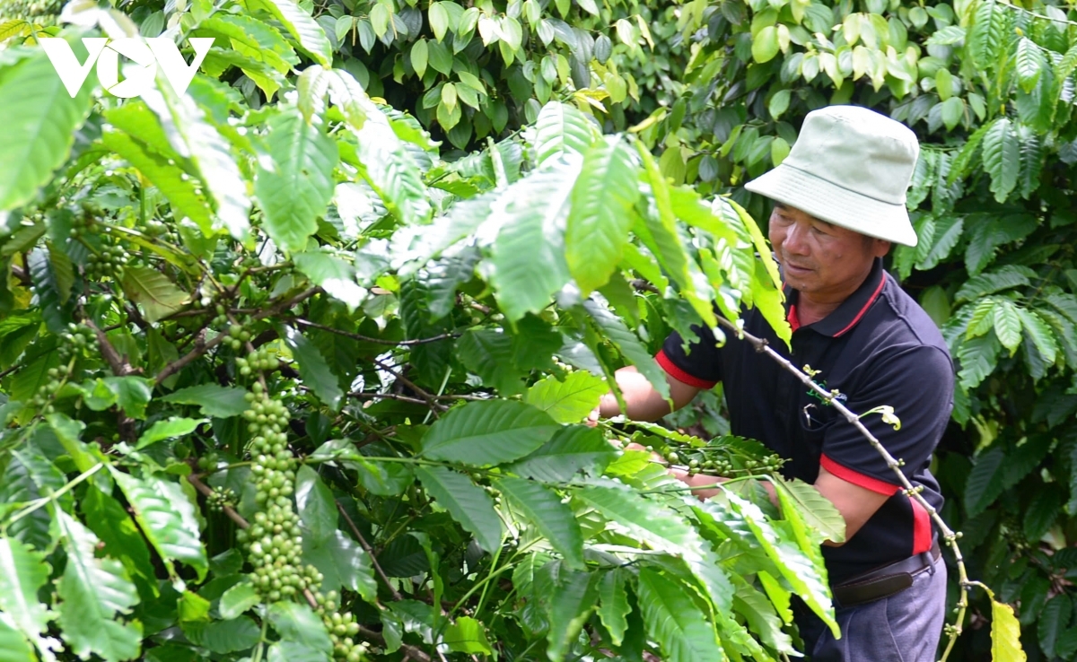 gia ca phe hom nay 19 2 gia ca phe trong nuoc giam hinh anh 1