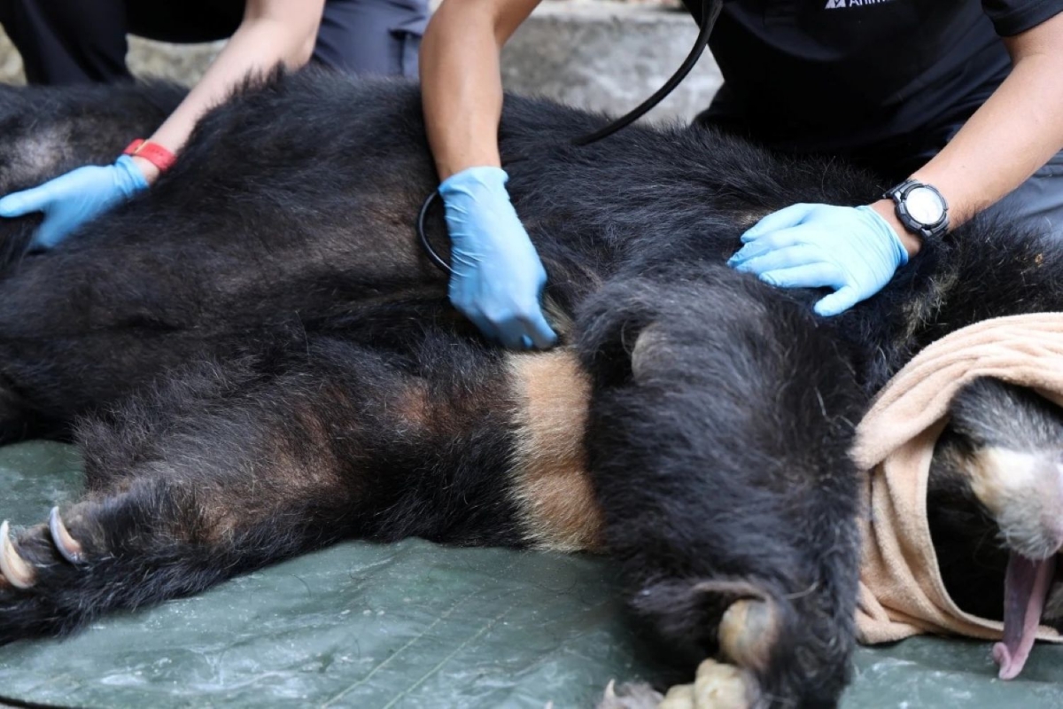 Dua 4 con gau nuoi nhot o tp.hcm ve vuon quoc gia bach ma hinh anh 2