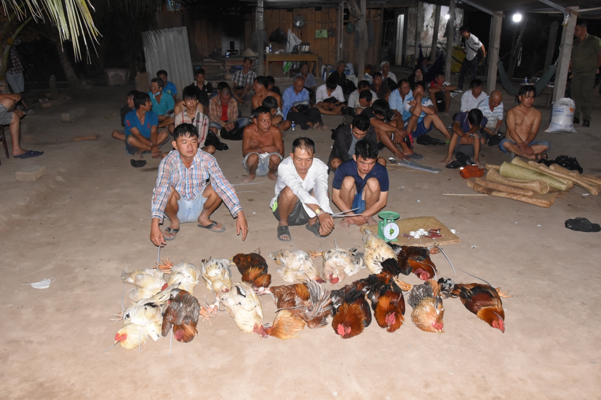 Đồng Tháp xử lý 35 đối tượng đá gà ăn thua bằng tiền