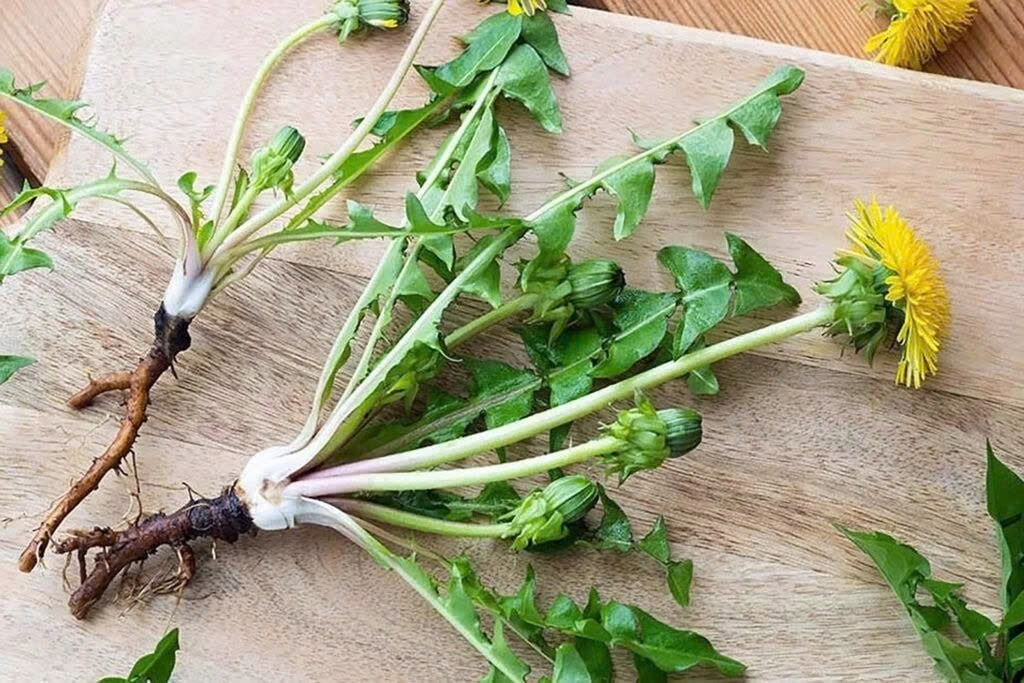 viet nam co cay thuoc dai bo, tu moc day vuon lai hay bi ngo lo vi nham la co dai hinh anh 1