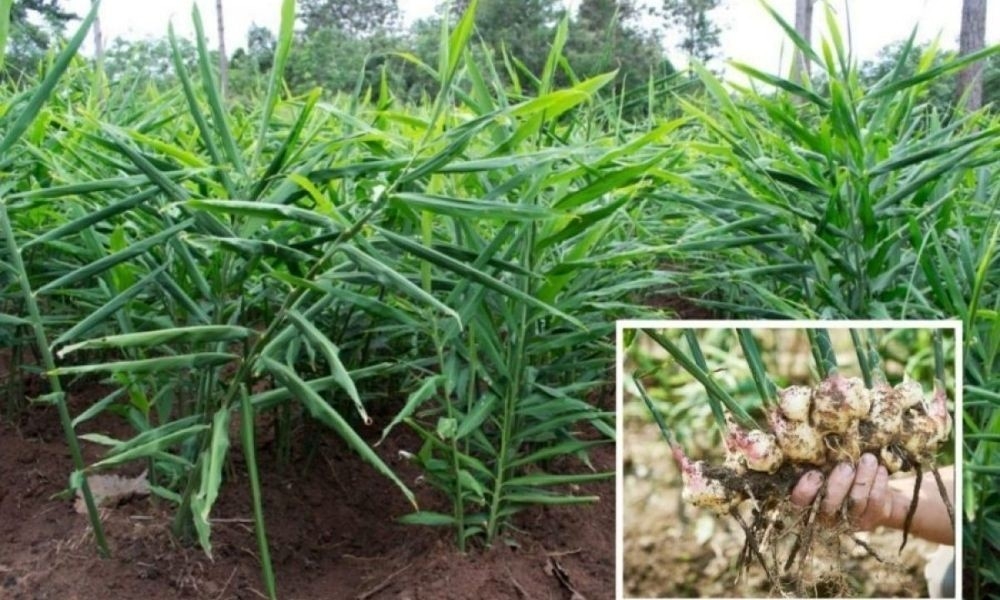 cay thuoc bo chang kem nhan sam to yen, nhieu nguoi dung moi ngay ma khong hay hinh anh 1