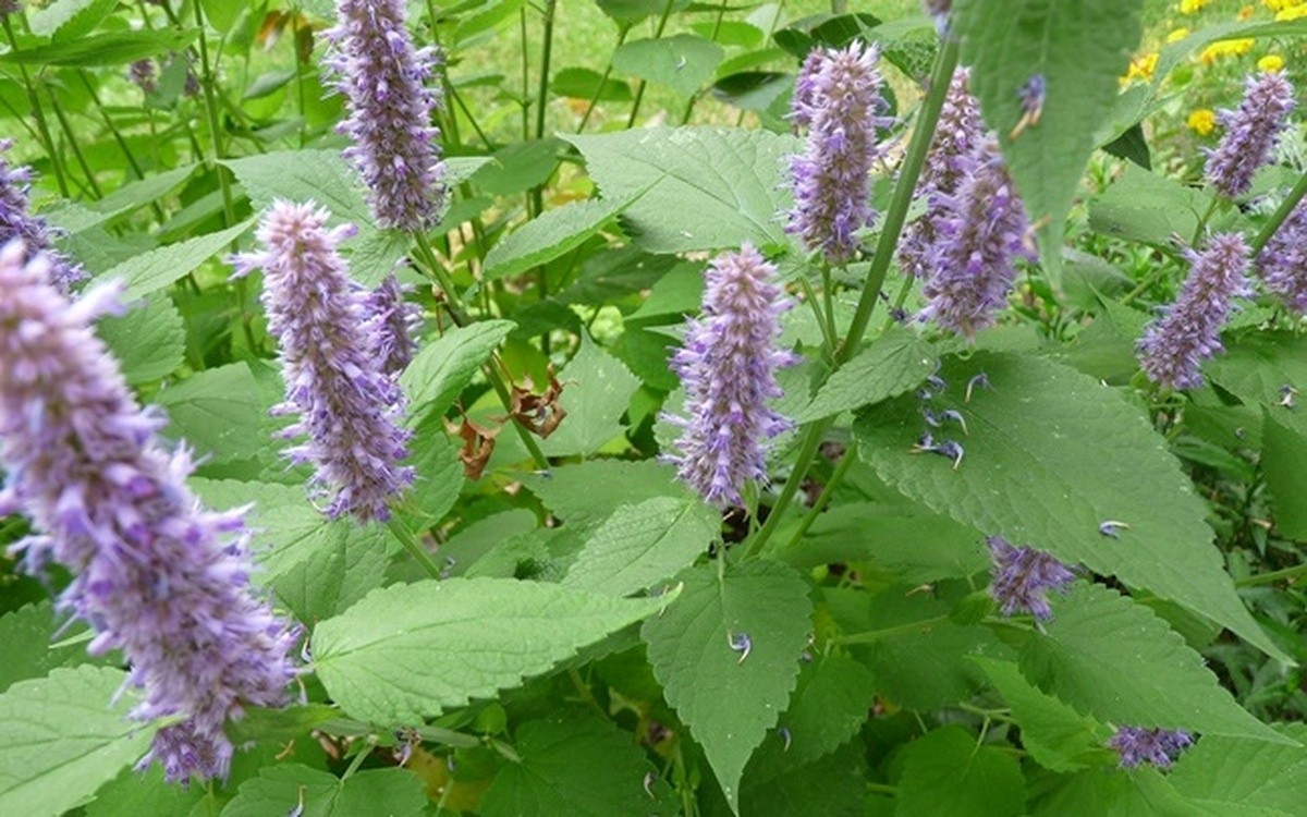 cay thuoc viet thom nuc mui, biet su dung da dep, dang xinh, co the khoe manh hinh anh 1