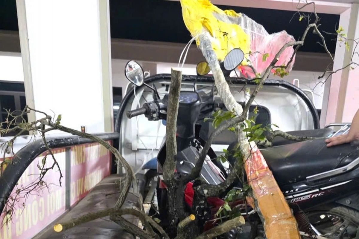 ninh binh bat giu doi tuong khai thac, van chuyen trai phep cay muoi hong hinh anh 1