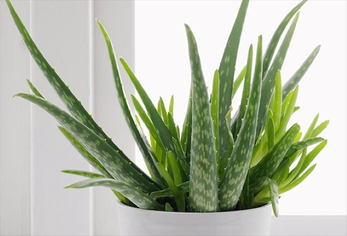 cay thuoc quy mong nuoc, mem nhu thach, bo gan duong than hinh anh 1