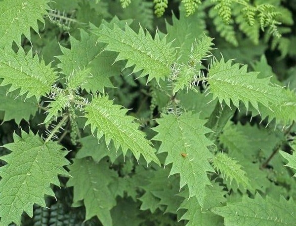 cay thuoc quy bo ngang nhan sam to yen, khong trong van moc day vuon hinh anh 1